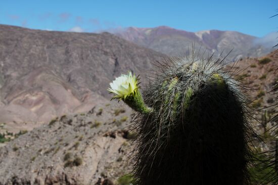 Bei Tilcara - Nord-Argentinien