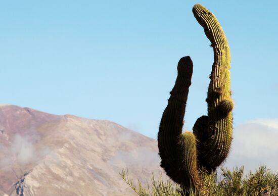 Bei Tilcara - Nord-Argentinien