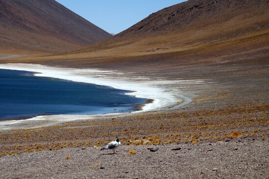 Meniques und Miskanti