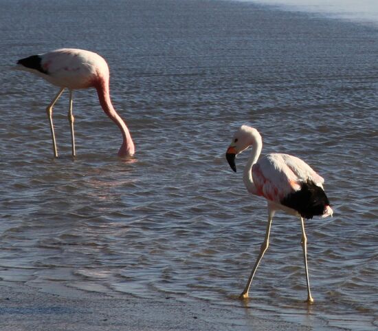 Punto Khaxi - Salar de Atacama
