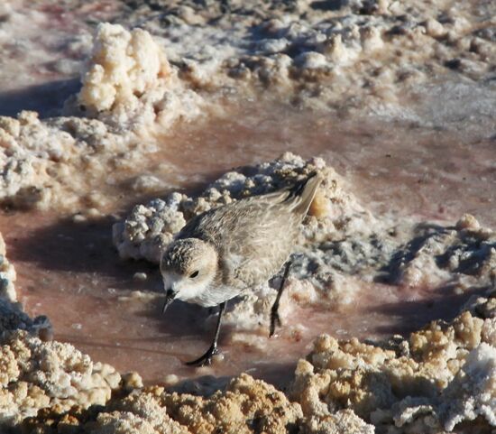 Punto Khaxi - Salar de Atacama