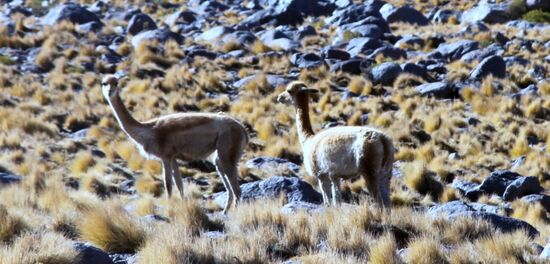Fahrt von den Tatio-Geysiren nach San Pedro