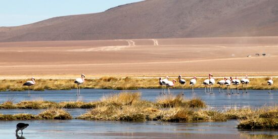 Fahrt von den Tatio-Geysiren nach San Pedro