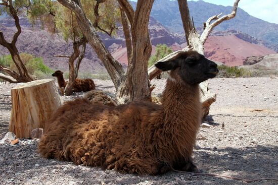 Von Cafayate nach Salta