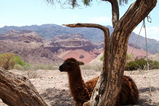 Von Cafayate nach Salta