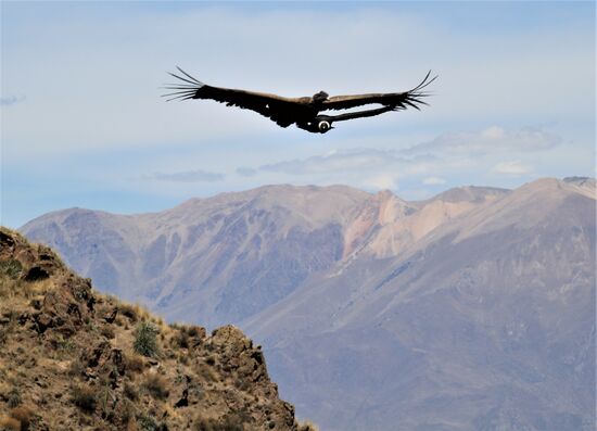 Andenkondor im Colca-Canyon