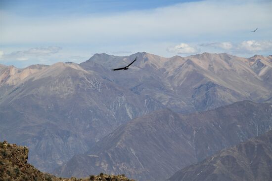 Andenkondor im Colca-Canyon