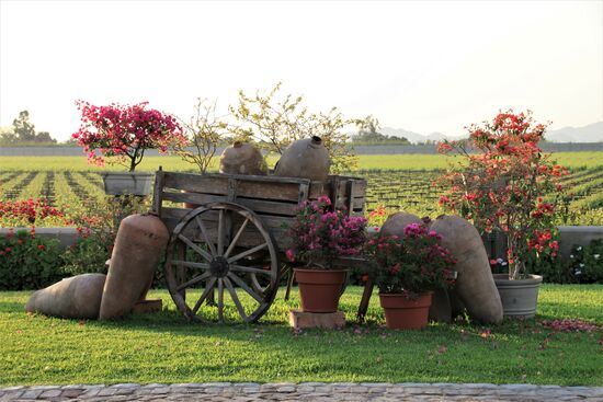 Weingut "Vinas Queirolo"