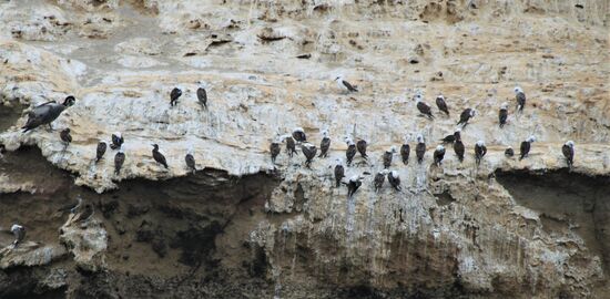 Bootstour zu den "Islas Ballestas".