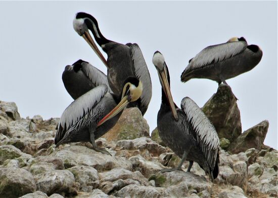 Bootstour zu den "Islas Ballestas".