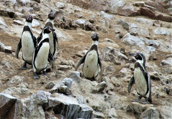 Bootstour zu den "Islas Ballestas"
