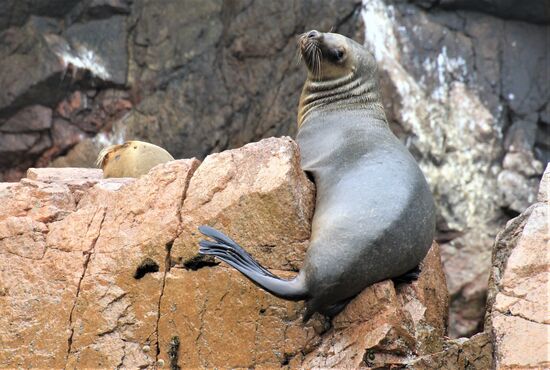 Bootstour zu den "Islas Ballestas"