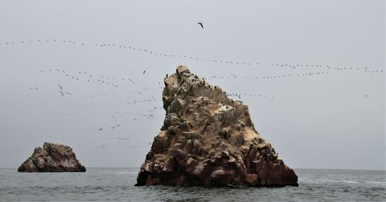 Bootstour zu den "Islas Ballestas"