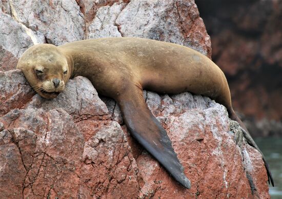 Bootstour zu den "Islas Ballestas"