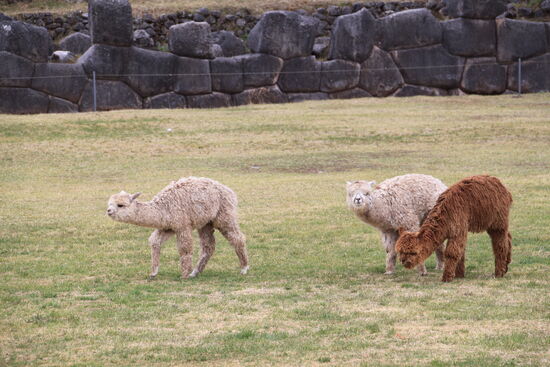 Ruinen der Inka-Festung "Sacsayhuaman"