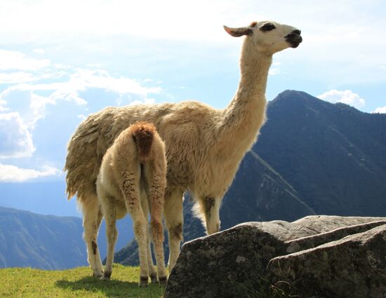 Machu Picchu