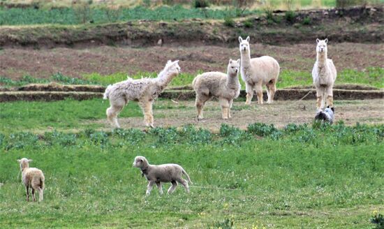 Alpacas an der Strecke