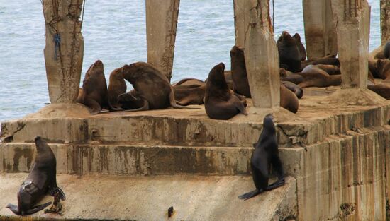 Robben an der Küste von Valparaiso