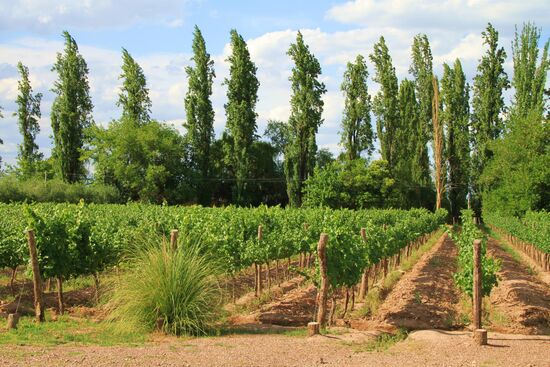 Radtour zu den Weingütern in der Region Mendoza