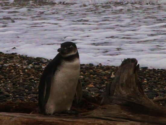 Pinguin-Kolonie "Sena Otway"