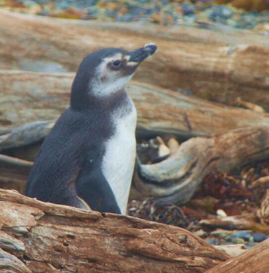 Pinguin-Kolonie "Sena Otway"