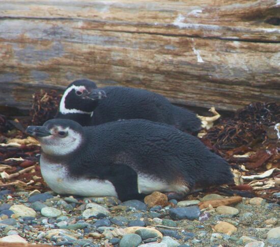 Pinguin-Kolonie "Sena Otway"