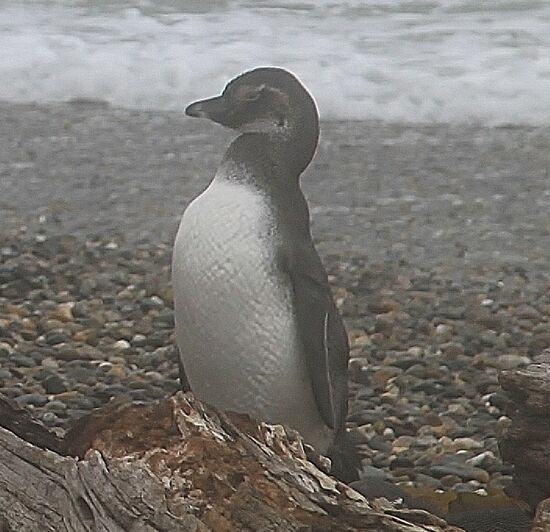 Pinguin-Kolonie "Sena Otway"