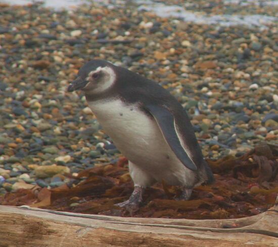 Pinguin-Kolonie "Sena Otway"