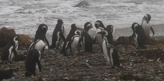 Pinguin-Kolonie "Sena Otway"