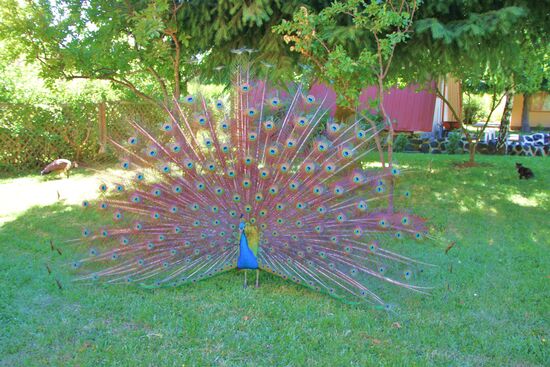 Einfache Unterkunft in der Nähe von Villarica