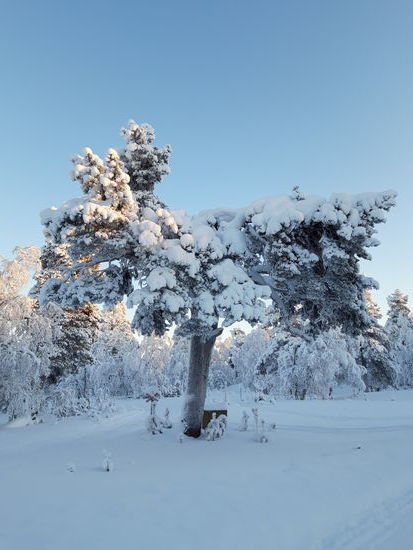 Waldaufnahmen bei einem Spaziergang