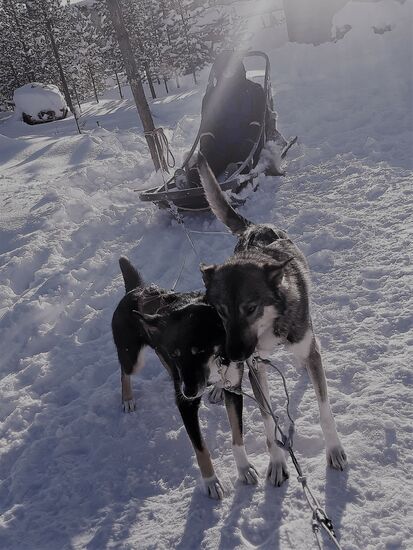 Team drei, sind die jüngsten und müssen von den vorderen lernen
