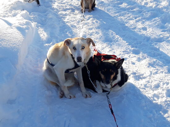 die zweite Garde, sie sind nicht die schnellsten, aber diejenigen die am meisten Kraft haben.