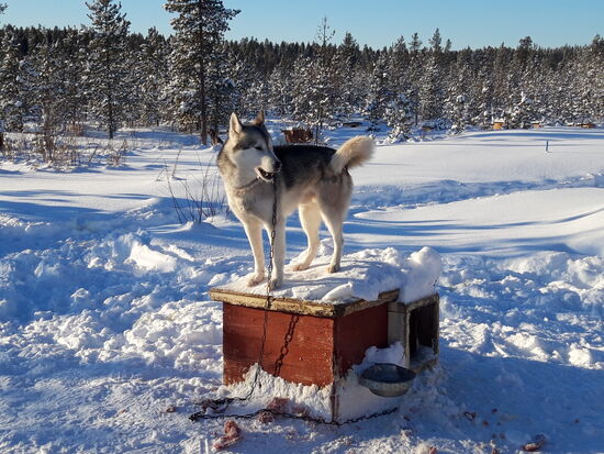 Der Platzhirsch, zu alt zum laufen aber alle haben Respekt vor Ihm und seiner geleisteten Arbeit.
