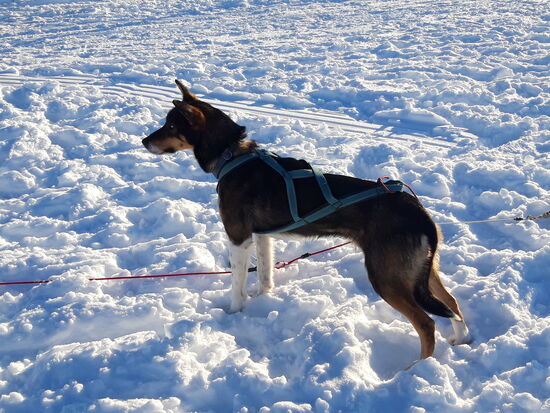 Der Leithund der die Truppe anführt.