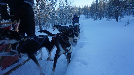 unser Leit Team auf der langen Schlaufe durch die Wälder von Inari