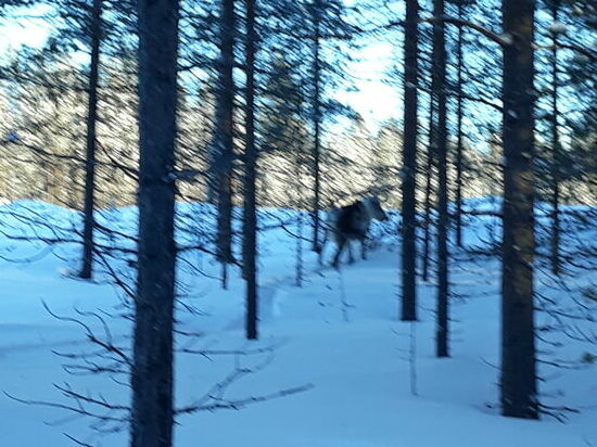 Leider etwas unscharf, aber trotzdem in der Wildnis ein Renntier zu sehen, zu dieser Jahreszeit ist sehr selten.