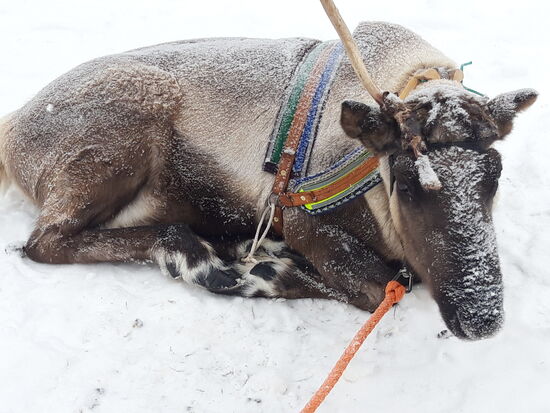 Renntier auf der Farm, im Winter streifen sie nicht durch die Wälder, im Winter werden die Herden auf Farmen gehalten.