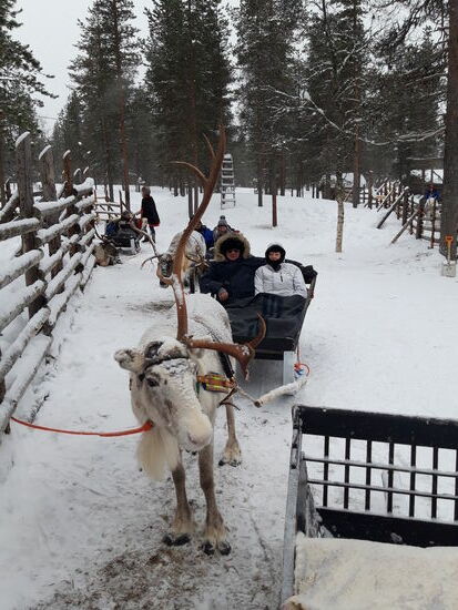 unser Gespann, das Renntier ist mir ein Horn voraus, es hat ein Horn schon abgestossen im Gegensatz zu mir.
