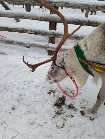 Renntier beim Naschen, sie lieben Flechten und Moos wie wir Schokolade lieben. Das Geweih stossen sie im Winter ab, im Frühjahr wächst ein Neues nach, pro Tag wächst eine Geweih 3 cm. Die grössten Geweihe haben die 4 jährigen Tiere, danach werden die Geweihe wieder kleiner. Ein Renntier wird so um die 10 Jahre alt, so ein Tier, kann bis zu 600 kg Last ziehen auf einem Schlitten.