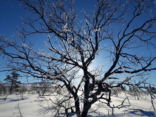07.03.2019 Beim Aufstieg zum Kiilopää