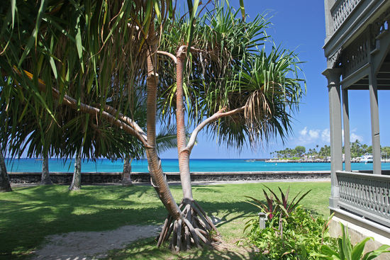 Im Garten des Hulihe'e Palace stehen Kokospalmen und Hala (Schraubenpalmen), in deren Schatten der Besucher verweilen kann. Vom Garten hat man einen herrlichen Blick über die Kailua Bay.