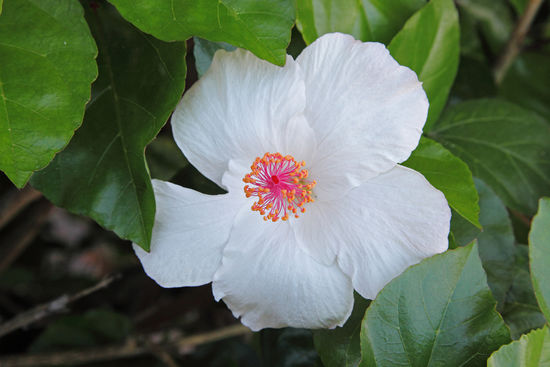 Am (mutmasslichen) Geburtsort von Kamehameha III wächst dieser weisse Hibiskus.
