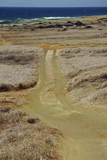 Grün, grün, grün sind alle meine - WEGE?