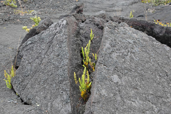 Mitunter gedeihen FARNE als erste Pflanzen auf frischer Lava. Sie sind allerdings nicht mit den auf Feuchtigkeit angewiesenen Farnen mitteleuropäischer Wälder zu vergleichen. Hawaiianische Farne können Kälte, Hitze, Nässe und Trockenheit gut verkraften und benötigen keinen Mutterboden, um zu keimen.