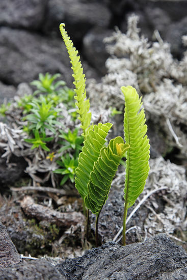 Der zähe Hawaii-Farn gehört mit wenigen anderen endemischen Arten zu den Pionierpflanzen, die blanke Lava zersetzen und so erste Spuren von Mutterboden schaffen können.