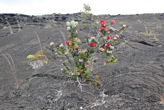 Und noch eine Pionierpflanze. O‘hia lehua (Metrosideros polymorpha), ein Myrtengewächs, ist ein Wunderwerk der Natur. Eigentlich ein Baum, entwickelt sich die Pflanze auf kargem und trockenem Untergrund zunächst als kleiner Strauch, um mit jedem Kubikzentimeter Erde grösser und kräftiger zu werden. Die Pflanze wächst in trockenen Gegenden, die nur 400mm Niederschlag im Jahr bekommen, aber auch in Regenwald mit 10000mm Niederschlag. Die frischen Triebe sind manchmal hellgrün, manchmal rosa und die Blüte besteht aus einem blutroten Pom-Pom-Ball.
