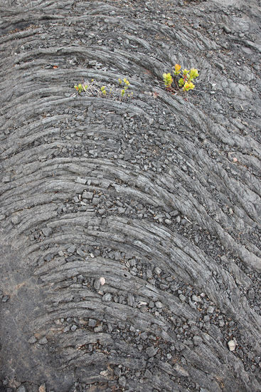 Stricklava. Schon etwas verwittert, aber immer noch gut zu erkennen: die erkaltende Lava hatte hier oberflächlich eine Haut bekommen, die sich zusammenschob, ehe sie endgültig erkaltete.