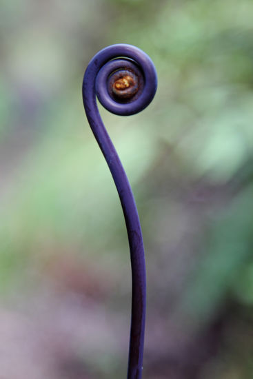 Ein junges, sprossendes Farnblatt im hawaiianischen Nebelwald ist ein Anblick, von dem man nicht genug bekommen kann.