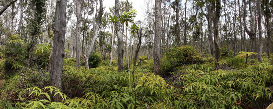 Auf dem Napau Trail läuft man über viele Kilometer über blanke, fast unbewachsene Lava. Am Makaopuhi Crater ändert sich dies schlagartig: ein Nebelwald mit feinblättrigem Farn und endemischen Gehölzen führt zu einem unbekannten Ziel...